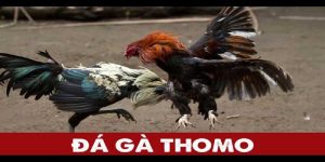 Đá gà Thomo - Sảnh Đấu Sôi Động Và Hấp Dẫn Nhất 2024